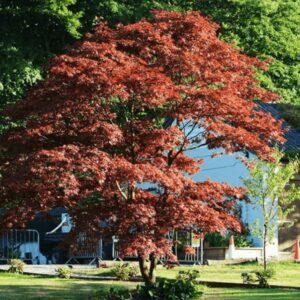 ACER JAPÓNICO
