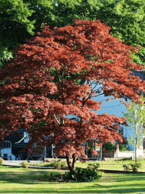ACER JAPÓNICO