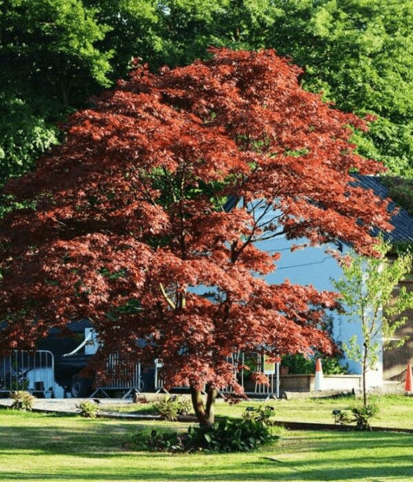 ACER JAPÓNICO