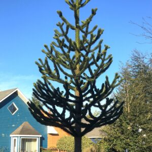 ARAUCARIA