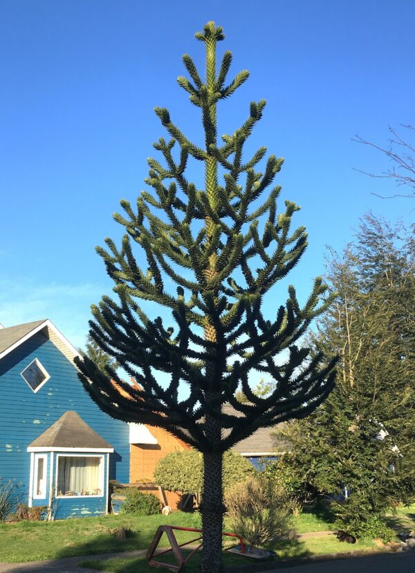 ARAUCARIA