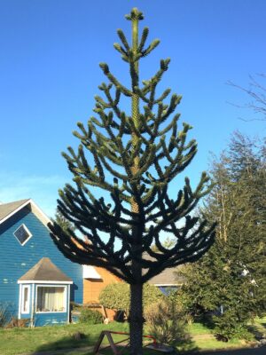 ARAUCARIA
