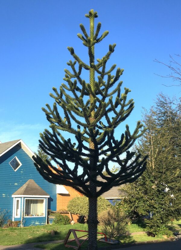 ARAUCARIA