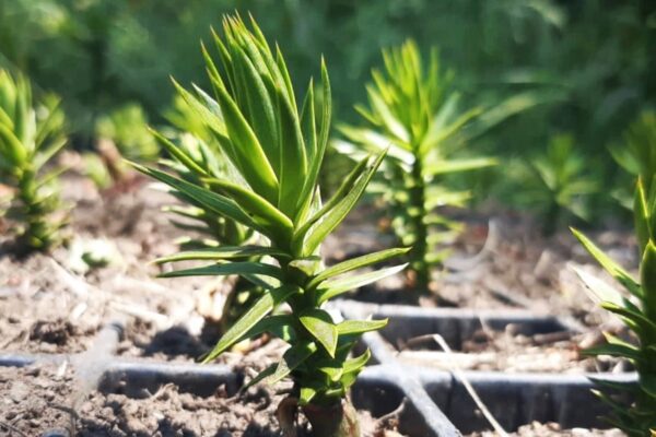 ARAUCARIA - Imagen 3