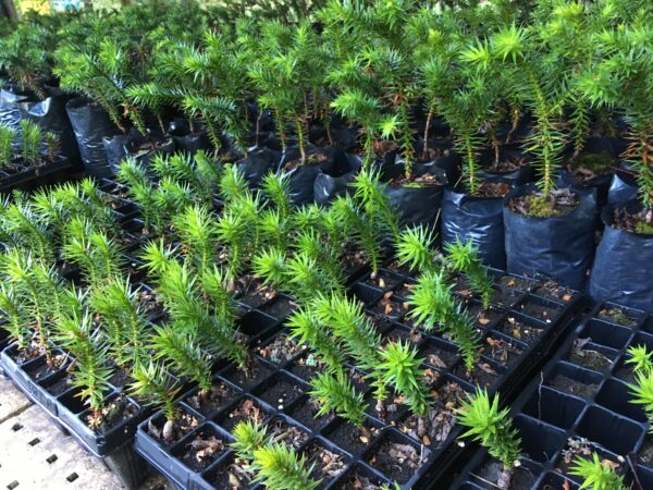 ARAUCARIA - Imagen 5