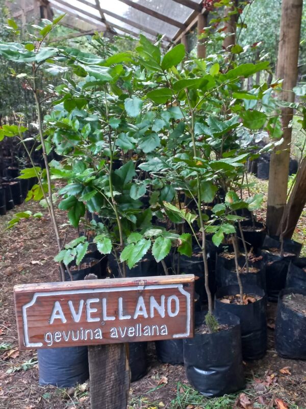 AVELLANO - Imagen 3
