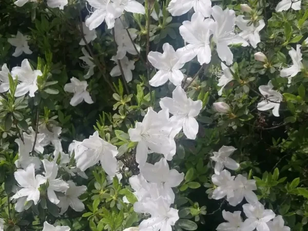 AZALEA - Imagen 3