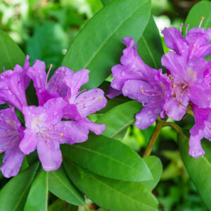 AZALEA
