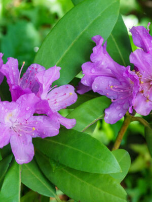 AZALEA