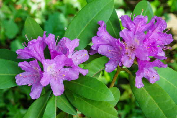 AZALEA