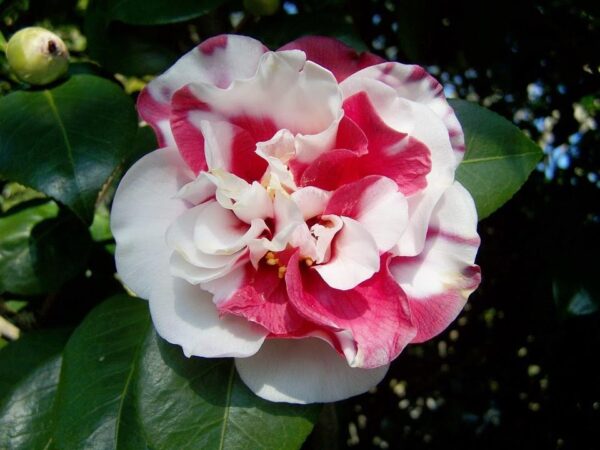 CAMELIA - Imagen 4