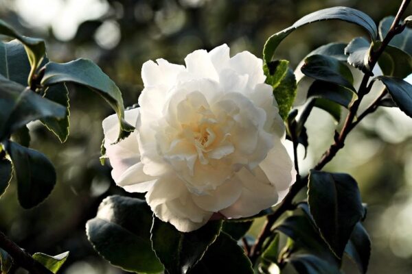 CAMELIA - Imagen 3