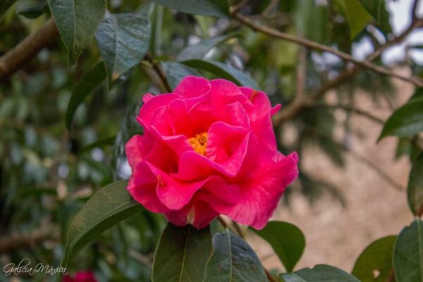 CAMELIA - Imagen 2