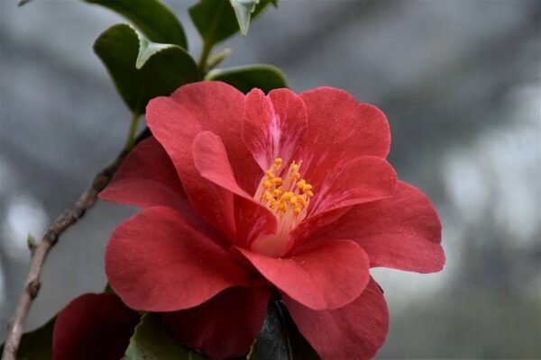 CAMELIA - Imagen 5