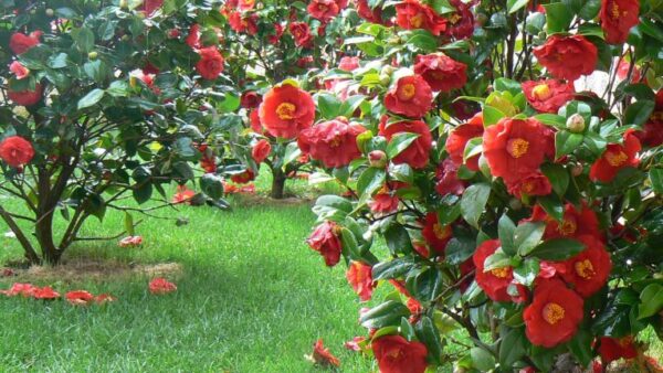 CAMELIA - Imagen 7