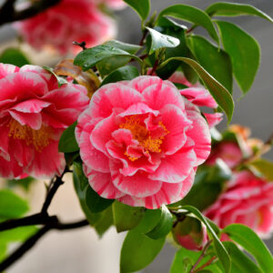 CAMELIA
