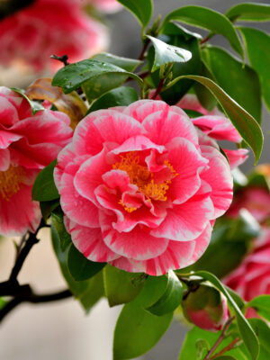 CAMELIA