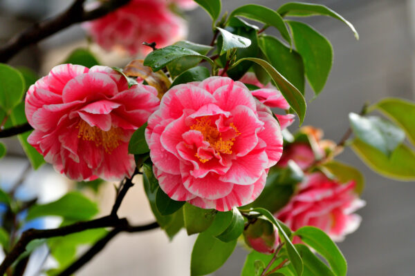 CAMELIA