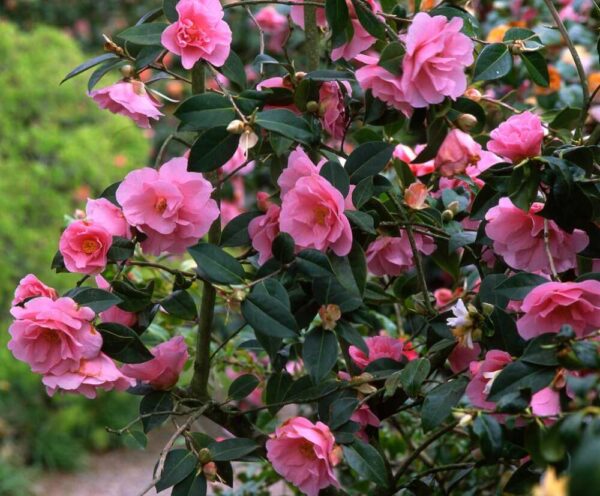 CAMELIA - Imagen 8