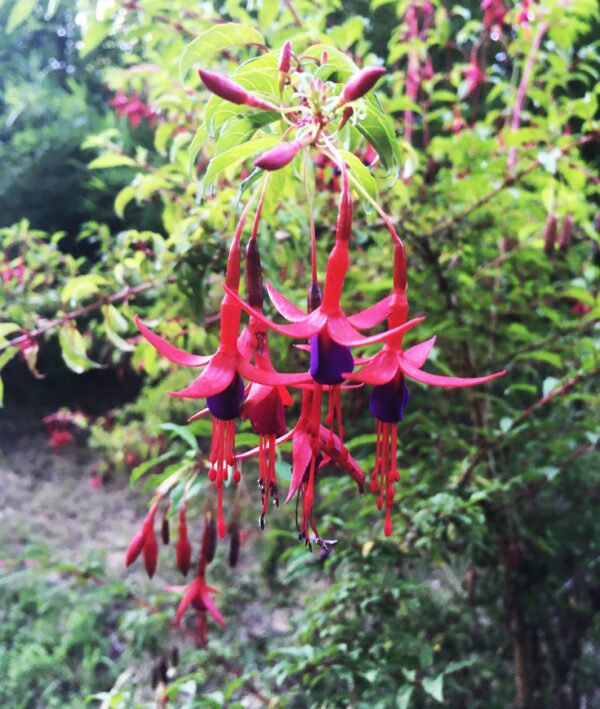 CHILCO - Imagen 2
