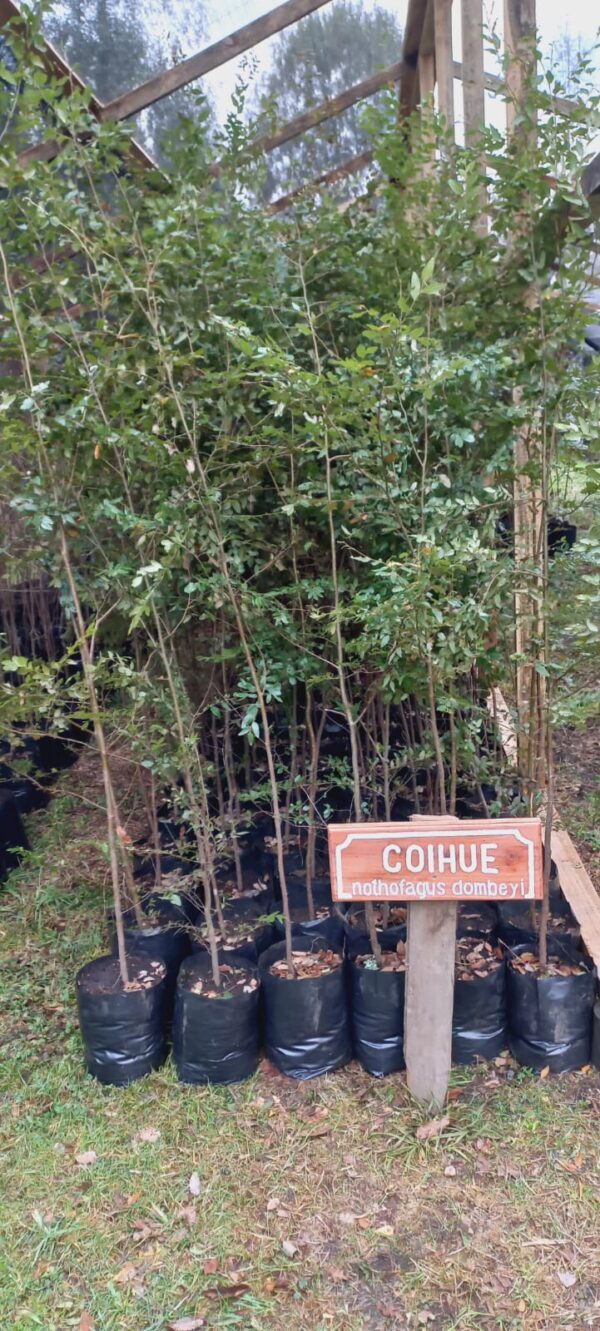 COIGÜE - Imagen 4