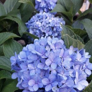 HORTENSIA
