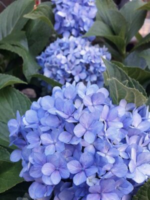 HORTENSIA