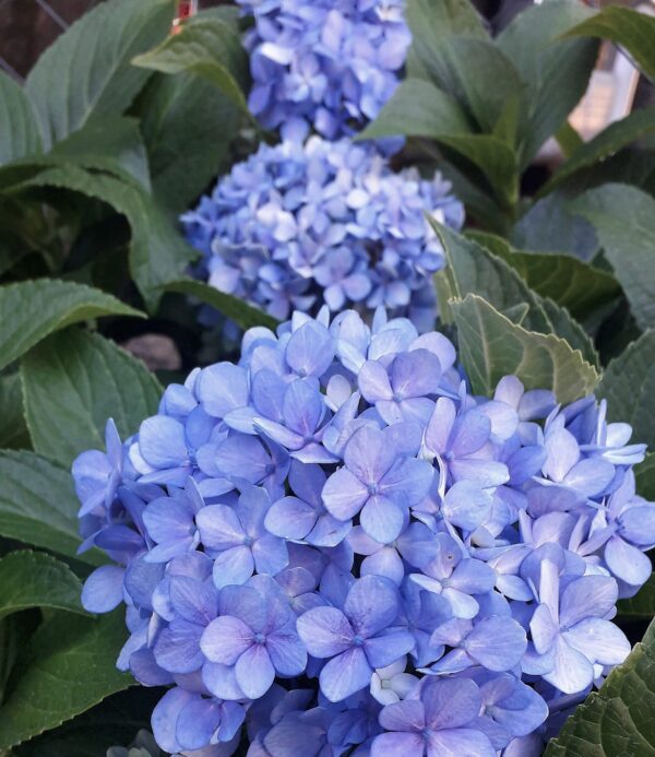 HORTENSIA
