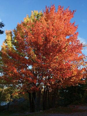 LIQUIDAMBAR