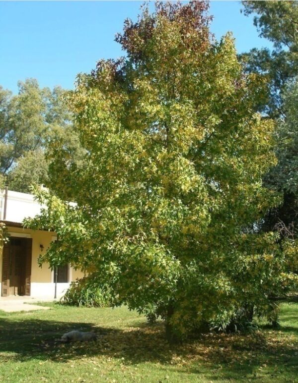 LIQUIDAMBAR - Imagen 4