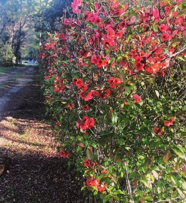 MEMBRILLO DE FLOR - Imagen 4
