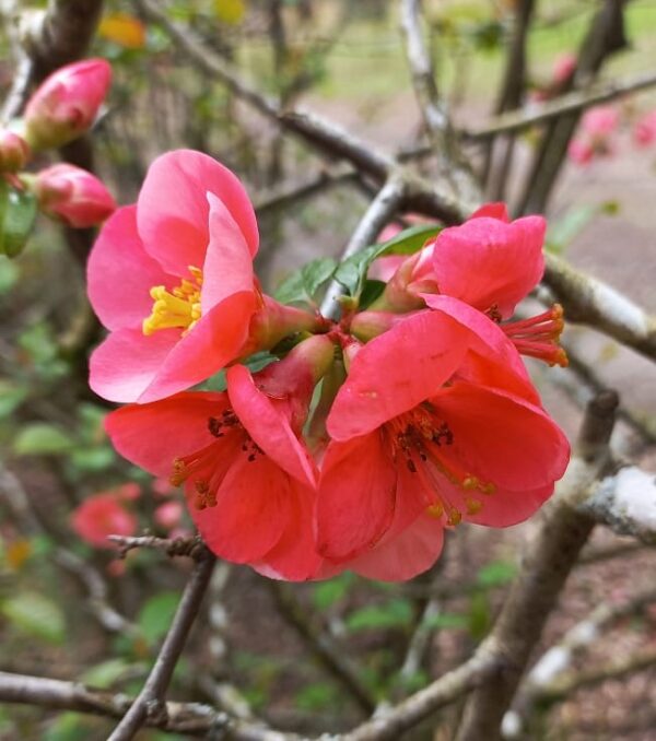 MEMBRILLO DE FLOR - Imagen 2
