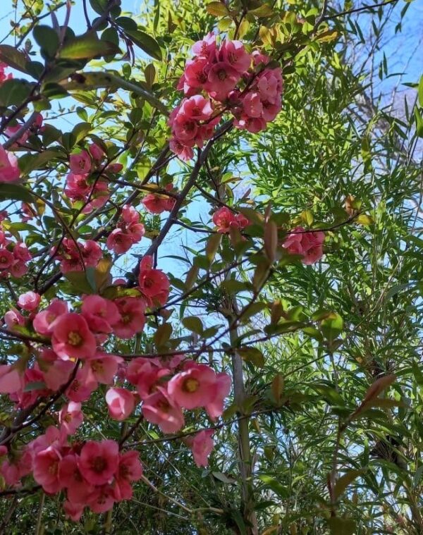 MEMBRILLO DE FLOR