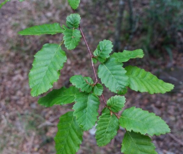 ROBLE - Imagen 4
