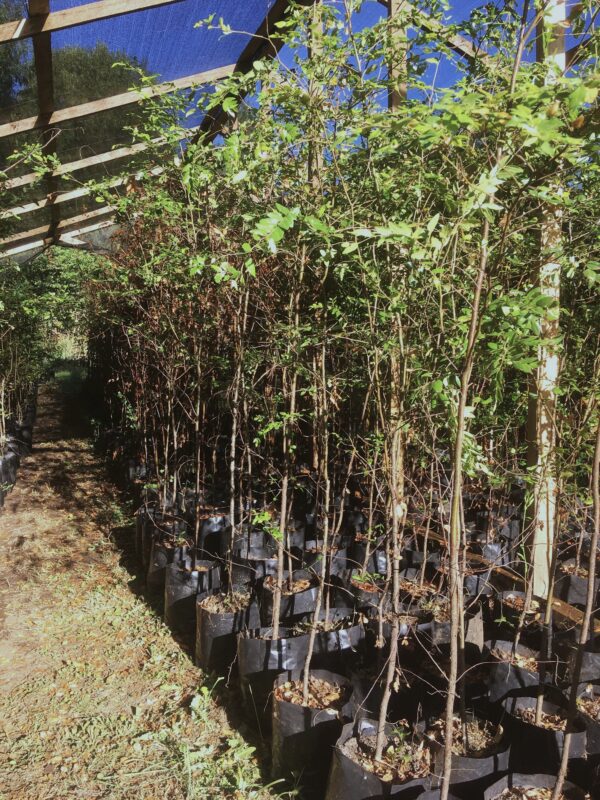 ROBLE - Imagen 3