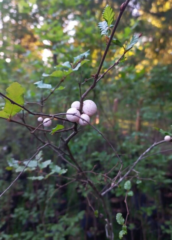 ROBLE - Imagen 2