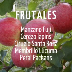 ÁRBOLES FRUTALES