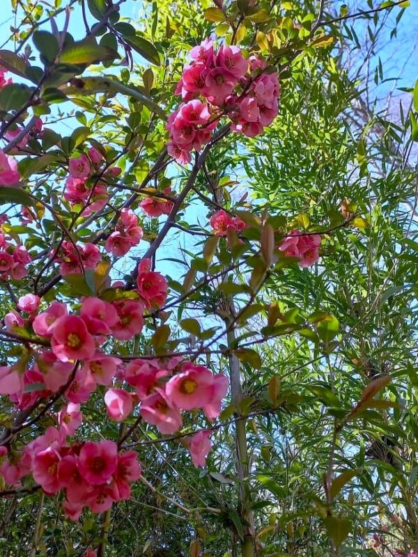 MEMBRILLO DE FLOR