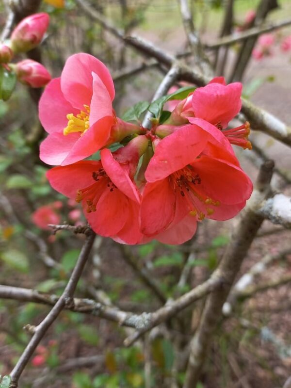 MEMBRILLO DE FLOR - Imagen 3